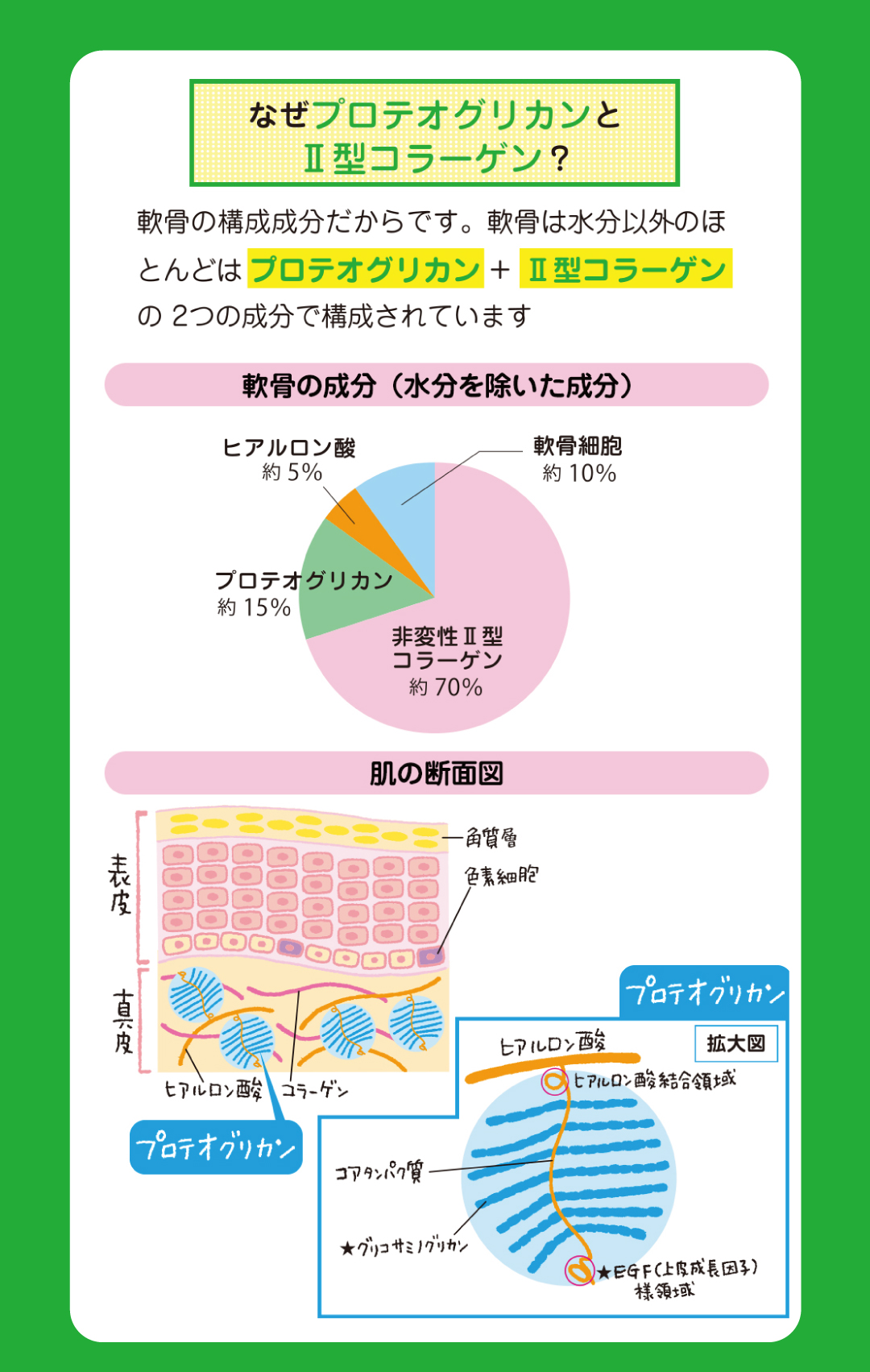 「プロテオグリカン」と「Ⅱ型コラーゲン」を配合する理由は軟骨の構成成分だからです
