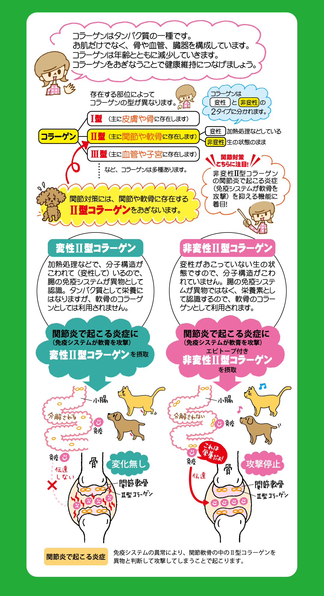 「コラーゲン」はたんぱく質の一種で、皮ふだけでなく骨や血管、臓器を構成している重要な成分です。関節対策にはⅡ型コラーゲンを補うことが有効ですが、ジョイントファインでは「非変性」にこだわっています